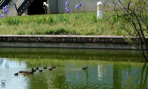 Ducklings - Canetons