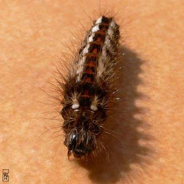 Black, red & white caterpillar - Chenille noire, rouge et blanche