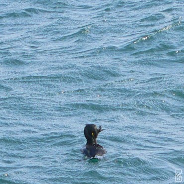 European shag - Cormoran huppé