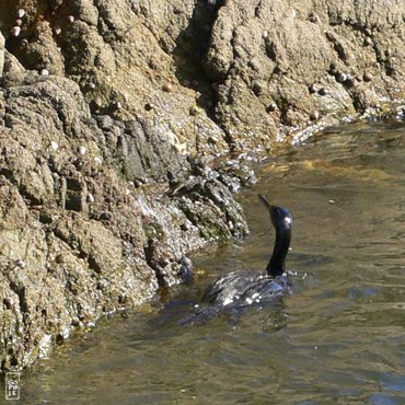 European shag - Cormoran huppé