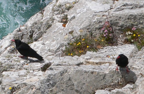 Red-billed choughs - Craves à bec rouge