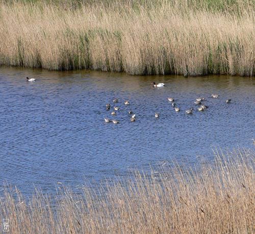 Common shelducks and waders - Tardornes de Belon et limicoles