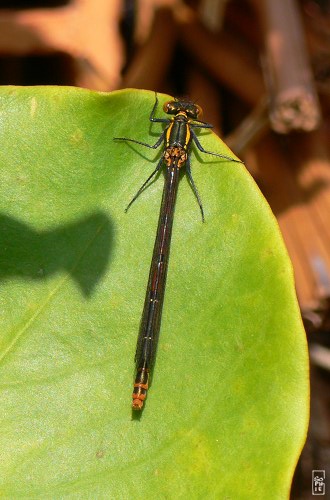 Damselfly on a leaf - Demoiselle sur une feuille