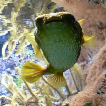 Porcupine fish - Poisson hérisson