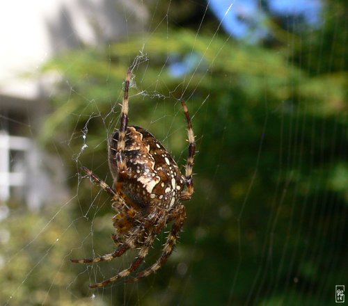 European garden spider - Épeire diadème