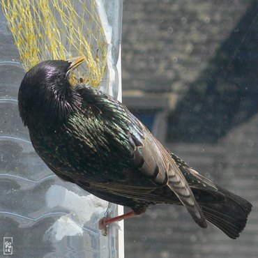 Starling - Étourneau