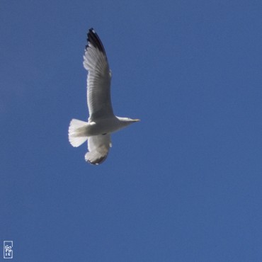 Herring gull - Goéland argenté