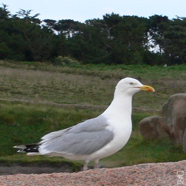 Herring gull - Goéland argenté