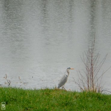 Heron