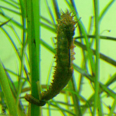 Seahorses - Hippocampes