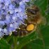Honey bee