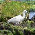 Egret