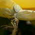 Crab spider