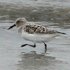 Sanderling