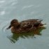 Canards colvert