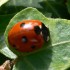 Coccinelle