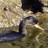 European shag