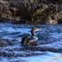 Cormoran