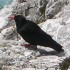 Red-billed chough