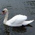 Cygne