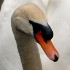 Cygne