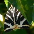 Tiger moth