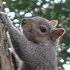 Grey squirrel