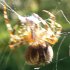 European garden spider