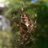 European garden spider