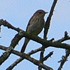 Spotted flycatcher