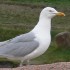 Gull