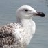 Great black-backed gull