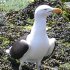 Great black-backed gulls