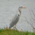 Heron