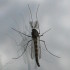 Insect with fluffy antennas on a window