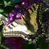 Machaon