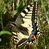 Machaon