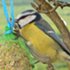 Blue tit