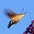 Hummingbird hawk-moth