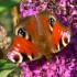 Peacock butterfly and small tortoiseshell