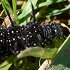 Peacock butterfly caterpillar