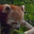 Red panda