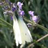 Cabbage white