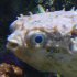 Burrfish