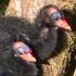 Common moorhen chicks