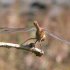 Darter dragonfly