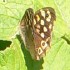 Speckled wood butterfly