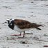 Turnstone