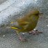 Greenfinch