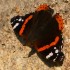 Red admiral